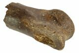 Partial Theropod Phalange (Toe Bone) - Montana #103750-3